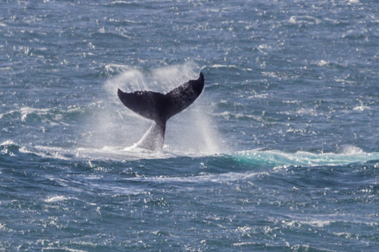 Whale Watching, South Coast, KwaZulu Natal, Van Heerden Letting, Self Catering Holiday Accommodation.